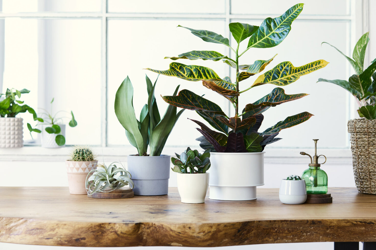 sélection de plantes vertes faciles d'entretien pour la décoration de votre intérieur