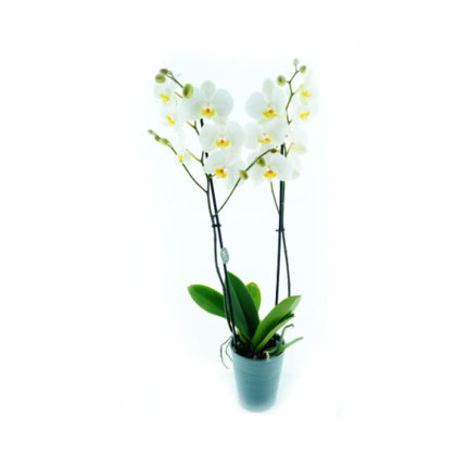 Orchidée phalaenopsis - Fleurs Et Création Plantes 63