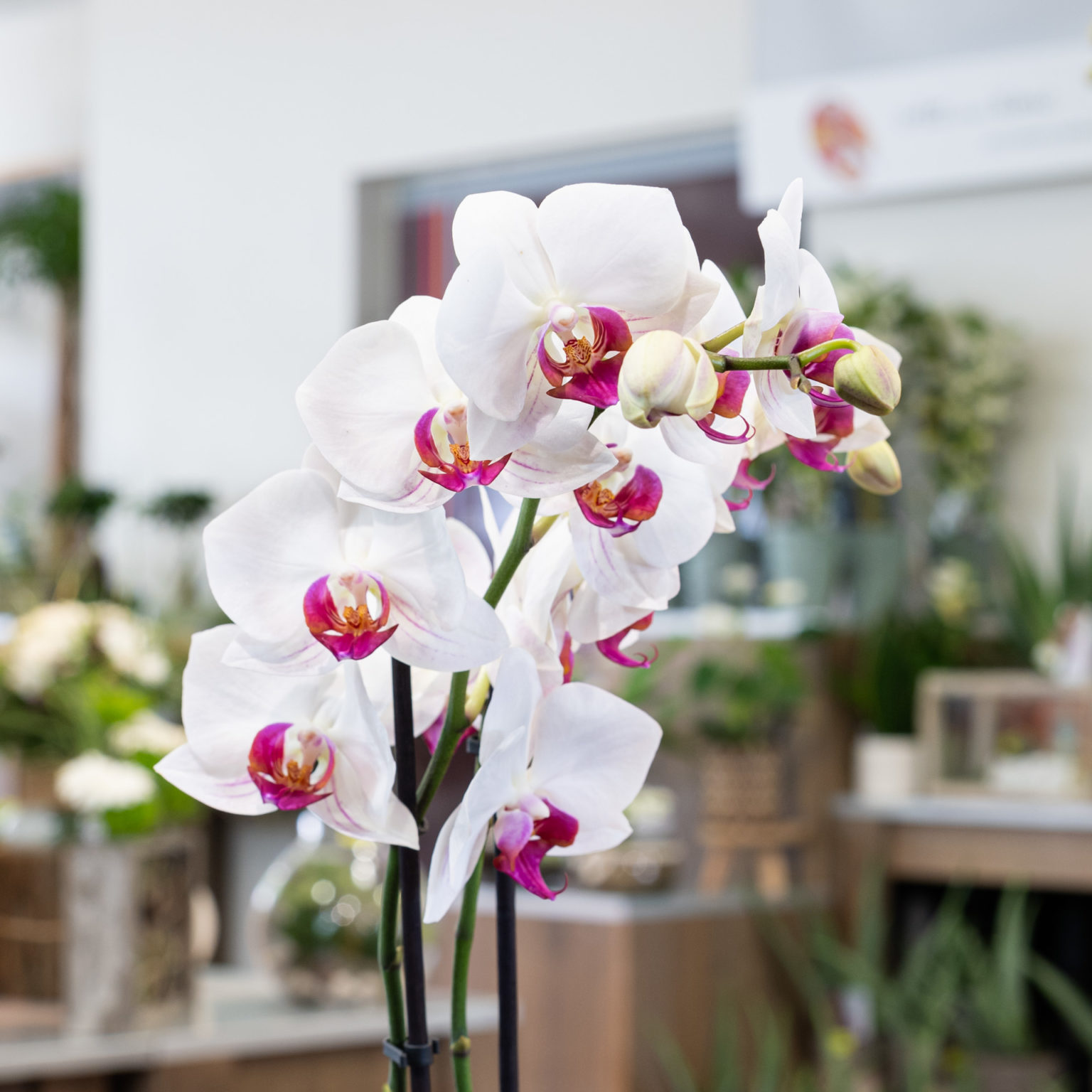 Fleurs Et Création Fleurs - Entretenir ses orchidées
