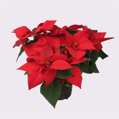 Fleurs Et Creation Produits Poinsettia Rouge 34