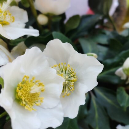 Fleurs Et Creation Fleurs 1765546029471 254